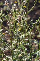 Senecio viscosus