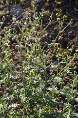 Senecio viscosus