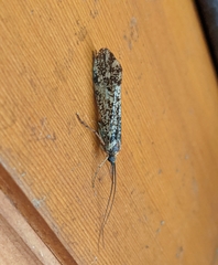 Clistoronia magnifica