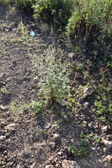 Senecio viscosus