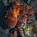 Pulpo Americano - Photo (c) Pauline Walsh Jacobson, algunos derechos reservados (CC BY), subido por Pauline Walsh Jacobson