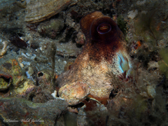 Octopus americanus