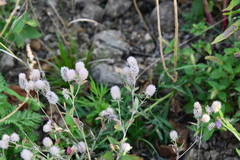 Trifolium arvense