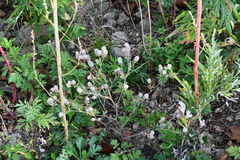Trifolium arvense