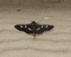 Desmia subdivisalis