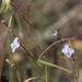 Heliophila linoides - Photo (c) Tony Rebelo,  זכויות יוצרים חלקיות (CC BY-SA), הועלה על ידי Tony Rebelo
