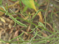 Achillea micrantha