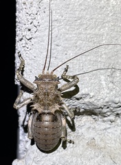 Enyaliopsis