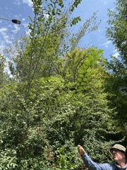 Ulmus pumila