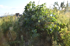 Syringa