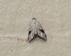 Abablemma duomaculata