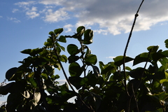 Syringa