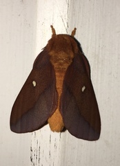Anisota pellucida