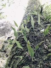 Lemmaphyllum rostratum