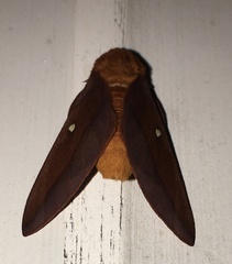 Anisota pellucida