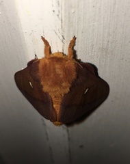 Anisota pellucida