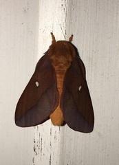 Anisota pellucida
