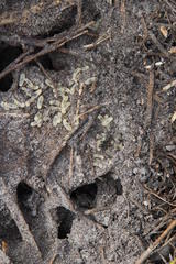 Camponotus angusticeps