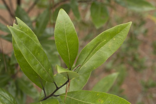 Persea borbonia, photograph 1