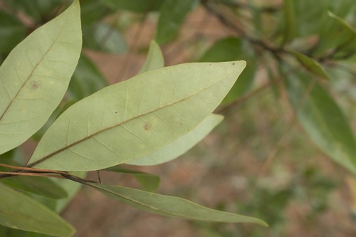 Persea borbonia, photograph 2