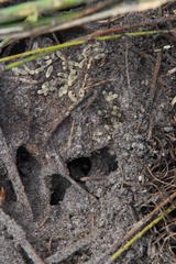 Camponotus angusticeps