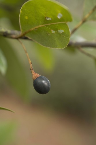 Persea borbonia, photograph 3