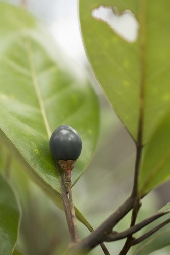 Persea borbonia