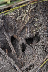 Camponotus angusticeps