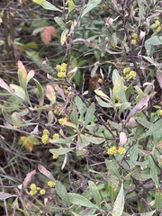 Myrica