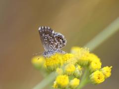 Brephidium metophis