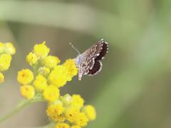 Brephidium metophis