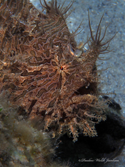 Antennarius scaber