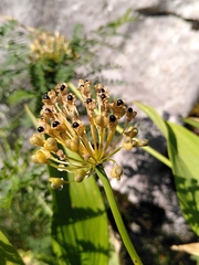 Allium victorialis