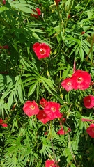 Ipomoea × multifida