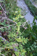 Crepidiastrum denticulatum