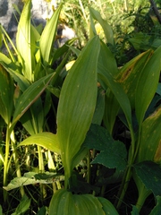 Allium victorialis