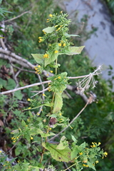 Crepidiastrum denticulatum