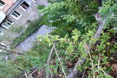 Crepidiastrum denticulatum