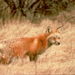 Sierra Nevada Red Fox - Photo (c) Pacific Southwest Region U.S. Fish and Wildlife Service, some rights reserved (CC BY)