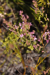 Erica gnaphaloides