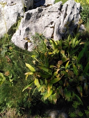 Allium victorialis