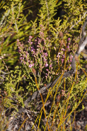 Image of Cud Heath (Erica gnaphaloides) by (c) Tony Rebelo, some rights reserved (CC BY-SA)