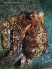 Octopus americanus
