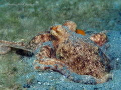 Octopus americanus