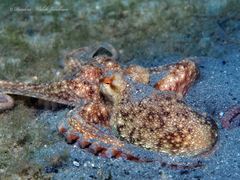 Octopus americanus