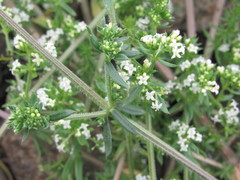 Galium humifusum