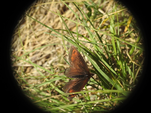 Vodeni planinski okaš (Erebia pronoe)