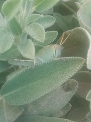 Anacridium aegyptium