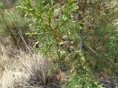 Juniperus deppeana deppeana