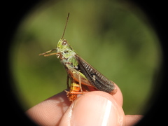 Stenobothrus rubicundulus